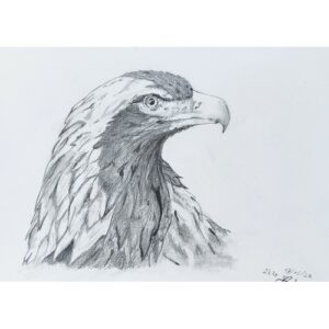 Cours de dessin et peinture pour enfants et adolescents à Bédée, Montauban-deBretagne, Saint-Gilles, Breteil, autour de Rennes, je dessine un aigle